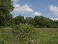 Hyla arborea 60, Boomkikker, habitat, Saxifraga-Jan van der Straaten