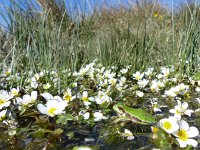 Hyla arborea 63, Boomkikker, Saxifraga-Mark Zekhuis