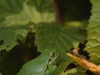 Hyla arborea 71, Boomkikker, Saxifraga-Bas Klaver