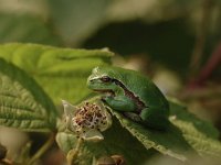 Hyla arborea 73, Boomkikker, Saxifraga-Bas Klaver