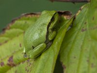 Hyla arborea 87, Boomkikker, Saxifraga-Willem van Kruijsbergen