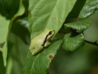 Hyla arborea 9, Boomkikker, Saxifraga-Luuk Vermeer