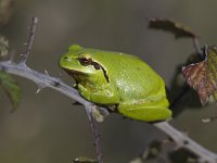 Hyla meridionalis 4, Mediterrane boomkikker, Saxifraga-Mark Zekhuis