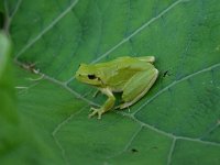 Hyla meridionalis 2, Mediterrane boomkikker, Saxifraga-Dirk Hilbers