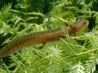 Ichthyosaura alpestris 12, female, Alpenwatersalamander, Saxifraga-Kees Marijnissen