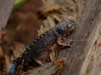 Ichthyosaura alpestris 14, male, Alpenwatersalamander, Saxifraga-Willem van Kruijsbergen