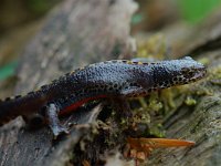 Ichthyosaura alpestris 18, male, Alpenwatersalamander, Saxifraga-Willem van Kruijsbergen