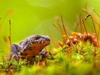 Male Alpine Newt Walking through a Field of Moss  Wild Alpine Newt, Ichthyosaura alpestris, formerly Triturus alpestris and Mesotriton alpestris in a Natural Habitat Setting in the Forest : Alpenmolch, Triton alpestre, Triturus, alpenwatersalamander, alpestris, alpine, amphibian, animal, aquatic, background, beautiful, belly, biology, closeup, color, conservation, endangered, europe, fauna, freshwater, full, grass, green, horizontal, ichthyosaura, macro, mating, mesotriton, moss, natural, nature, newt, one, orange, outdoor, pond, protected, red, salamander, season, species, spotted, water, white-black-spotted, wild, wilderness, wildlife