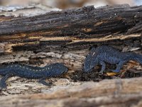 Ichthyosaura alpestris 29, Alpenwatersalamander, Saxifraga-Luuk Vermeer