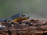 Ichthyosaura alpestris 38, Alpenwatersalamander, Saxifraga-Luuk Vermeer