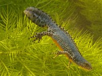 Ichthyosaura alpestris 6, Alpenwatersalamander, Saxifraga-Kees Marijnissen