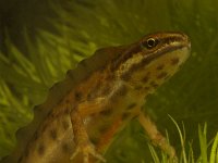 Lissotriton vulgaris 12, Kleine watersalamander, Saxifraga-Kees Marijnissen