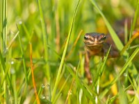 Male newt frontal  Male newt (Lissotriton vulgaris)  on route to breeding habitat in spring : Lissotriton, Triturus, amphibian, animal, background, close-up, closeup, common, curiosity, curious, cute, dew, droplet, drops, fauna, frontal, grass, green, habitat, hidden, hide, look, macro, morning, natural, nature, newt, peek, peeking, salamandridae, shy, smooth, spring, spy, spying, stare, sunrise, vulgaris, warty, water, wild, wildlife