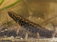 Lissotriton vulgaris 31, male, Kleine watersalamander, Saxifraga-Mark Zekhuis