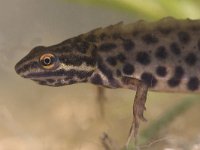 Lissotriton vulgaris 39, male, Kleine watersalamander, Saxifraga-Mark Zekhuis