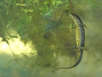 female newt lissotriton vulgaris  newt submersed in water : Lissotriton, Netherlands, algae, amphibian, animal, aqua, aquarium, aquatic, bottom, canal, colorful, common, ditch, dutch, eft, fauna, female, freshwater, girl, gravel, grit, lizard, natural, nature, newt, pebbles, reptile, salamander, skink, spring, springtime, submerse, submersed, summer, triton, underwater, vulgaris, water, wildlife, woman, zoo