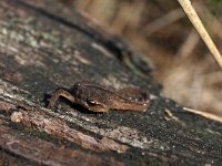 Lissotriton vulgaris 57, juv, Kleine watersalamander, Saxifraga-Hans Dekker