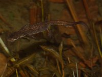 Lissotriton vulgaris 9, Kleine watersalamander, Saxifraga-Kees Marijnissen