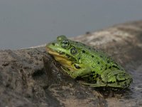 Pelophylax esculentus 10, Middelste groene kikker, Saxifraga-Luc Hoogenstein