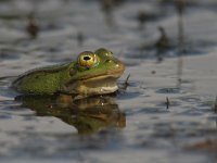 Pelophylax esculentus 15, Middelste groene kikker, Saxifraga-Mark Zekhuis