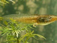 Pelophylax esculentus 17, larva, Middelste groene kikker, Saxifraga-Kees Marijnissen