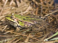 Pelophylax esculentus 31, Middelste groene kikker, Saxifraga-Mark Zekhuis