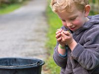 Infant holding frog  Infant holding green frog : amphibian, animal, biology, boy, catch, caught, child, close-up, color, colorful, cute, ecology, education, environment, esculentus, exploration, fauna, frog, green, habitat, holding, infant, kid, little, male, natural, nature, newt, observation, observe, peeking, peer, phelophylax, preschool, rana, salamander, school, species, toad, toddler, wild, wildlife, young