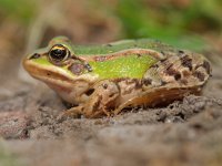 Bastaardkikker ligt te zonnen  Een Bastaardkikker of Middelste groene kikker ligt te zonnen tussen het gras : Bastaardkikker, Pelophylax, Pelophylax esculentus, amfibie, amfibieen, biotoop, close up, dier, fauna, groen, groene, kikker, middelste, natuur, natuurbeheer, natuurbeleid, natuurlijk, natuurlijke, omgeving, rana, waterkwaliteit, zomer, zon, zonlicht, zonnend