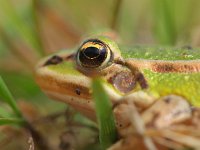 Bastaardkikker tussen grassprieten  De kop van een Bastaardkikker tussen grassprieten : Bastaardkikker, Pelophylax, Pelophylax esculentus, amfibie, amfibieen, biotoop, close up, dier, fauna, groen, groene, kikker, middelste, natuur, natuurbeheer, natuurbeleid, natuurlijk, natuurlijke, omgeving, rana, waterkwaliteit, zomer, zon, zonlicht, zonnend