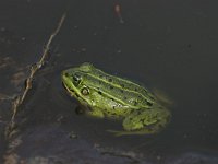 Pelophylax esculentus 6, Middelste groene kikker, Saxifraga-Luc Hoogenstein