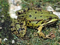 Pelophylax esculentus 7, Middelste groene kikker, Saxifraga-Kees Marijnissen