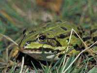 Pelophylax esculentus 8, Middelste groene kikker, Saxifraga-Kees Marijnissen