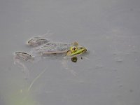 Pelophylax lessonae 40, Poelkikker, Saxifraga-Luuk Vermeer