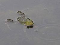 Pelophylax lessonae 41, Poelkikker, Saxifraga-Luuk Vermeer