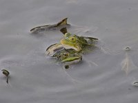 Pelophylax lessonae 43, Poelkikker, Saxifraga-Luuk Vermeer