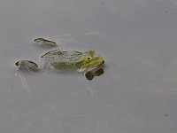 Pelophylax lessonae 45, Poelkikker, Saxifraga-Luuk Vermeer