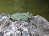 Pelophylax perezi 6, Iberische meerkikker, Saxifraga-Rutger Barendse