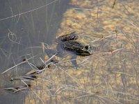 Pelophylax perezi 7, Iberische meerkikker, Saxifraga-Ed Stikvoort