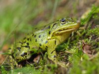 Pelophylax ridibundus 11, Meerkikker, Saxifraga-Rudmer Zwerver : Meerkikker, Netherlands, Pelophylax ridibundus, amfibie, amfibieen, amphibian, biotoop, creative nature, dier, dutch, fauna, frog, green, groene, holland, kikker, natural, nature, natuur, natuurbeheer, natuurbeleid, natuurlijk, natuurlijke, nederland, omgeving, rudmer zwerver, summer