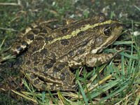 Pelophylax ridibundus 3, Meerkikker, Saxifraga-Kees Marijnissen