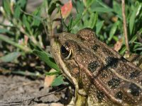 Pelophylax ridibundus 8, Meerkikker, Saxifraga-Jeroen Willemsen