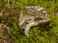 Rana arvalis 21, Heikikker, Saxifraga-Kees Marijnissen