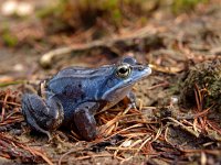 Rana arvalis 54, male, Heikikker, Saxifraga-Hans Dekker