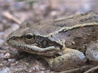 Rana dalmatina 3, Springkikker, Saxifraga-Edo van Uchelen