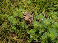 Rana iberica 5, Saxifraga-Ed Stikvoort