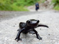 Salamandra atra 4, Saxifraga-Ed Stikvoort