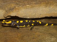 Salamandra salamandra 14, Vuursalamander, Saxifraga-Kees Marijnissen