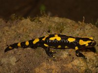 Salamandra salamandra 22, Vuursalamander, Saxifraga-Kees Marijnissen