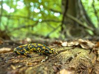 Salamandra Salamandra in Natural Old Forest Habitat  Endangerd Fire Salamander Newt Found in Old European Forests like Hasbruch, Germany : Netherlands, amphibia, amphibian, amphibious, animal, beautiful, black, bright, closeup, color, conservation, decline, ecology, endangered, environment, europe, face, fauna, fire, forest, germany, green, hasbruch, leaf, lizard, macro, mountains, natural, nature, newt, outdoor, plant, poison, poisonous, reptile, salamander, salamanders, salamandra, species, spots, spring, tail, vertebrate, warning, wild, wildlife, wood, yellow