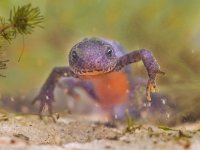 Frontal View of a Female  Alpine Newt  Portrait of a Female Alpine Newt, Ichthyosaura alpestris, formerly Triturus alpestris and Mesotriton alpestris in a Natural Habitat Setting : Alpenmolch, Triton alpestre, Triturus, alpenwatersalamander, alpestris, alpine, amphibian, animal, aquarium, aquatic, background, beautiful, belly, biology, closeup, color, conservation, daphnia, endangered, europe, fauna, flea, freshwater, full, head, horizontal, ichthyosaura, macro, mating, mesotriton, natural, nature, newt, one, orange, outdoor, pond, protected, red, salamander, season, species, spotted, swimming, underwater, water, white-black-spotted, wild, wilderness, wildlife